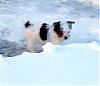 Harlie and Hallie in the snow.-harlie.jpg