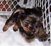 Super Pup and Pee Pad Bandits-molly-female-pic-3-super-pup.jpg