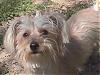 Abbie the Yorkichon 8 mos old-abbie-yorkiechon-closeup-8-mos-old.jpg