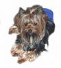 Introducing Missy, Riley & R.J.-picture1-white-background.jpg-eyesfixed.jpg