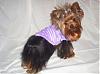 Maddie in her purple go-fetch hoodie-gofetch2.jpg