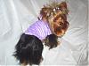 Maddie in her purple go-fetch hoodie-gofetch3.jpg