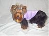 Maddie in her purple go-fetch hoodie-gofetch4.jpg