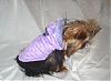 Maddie in her purple go-fetch hoodie-gofetch5.jpg