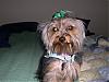 Pixie got Groomed!-housefire0311.jpg