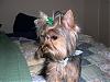 Pixie got Groomed!-housefire0318.jpg