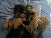 Cutest Puppies!!!-pics251.jpg