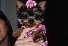 Lacy in her new camoflauge dress-dsc_0043.jpg