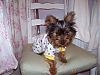 Abbie In Her Go-Fetch PJ's-100_1109.jpg