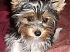 Cutest Puppies!!!-enja-puppy.jpg
