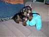 Cutest Puppies!!!-maxchewpup.jpg