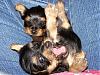 Cutest Puppies!!!-lilbitsquishgracie.jpg