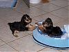 Cutest Puppies!!!-mybed.jpg