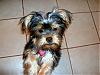 Cutest Puppies!!!-cimg0433.jpg
