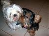 Cutest Puppies!!!-cimg0463.jpg