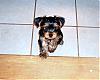 Cutest Puppies!!!-cimg1204.jpg