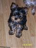 Cutest Puppies!!!-02.05.07-maxy.jpg