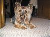 Hi - I'm New - Here's my Yorkie!-copy-newteego-020_edited_no-red.jpg