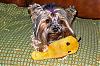 Hi - I'm New - Here's my Yorkie!-copy-teegfix3_edited_edited.jpg