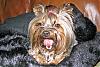 Hi - I'm New - Here's my Yorkie!-copy-teegs4-007_edited_no-red.jpg