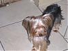 new to yorkie talk-pc040034.jpg