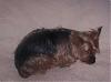 new to yorkie talk-100_1008.jpg