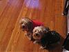 new pics of my babes Chowie and Lowie-pets-023-medium-.jpg