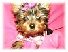 Cutest Puppies!!!-m1.jpg