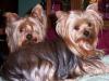 Pic's of Maddie and Rudy-100_0039a-480-x-360-.jpg