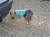 Penny&Kizzy in gofetch HOODIES!-kizzy-w-blue-hoodiesz.jpg