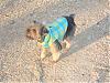 Penny&Kizzy in gofetch HOODIES!-penny-blue-hoodiesz.jpg