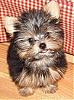Cutest Puppies!!!-hannah-bannana-bigger.jpg