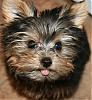 Cutest Puppies!!!-hannah-funny-face.jpg