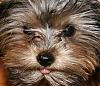 Cutest Puppies!!!-tongue.jpg