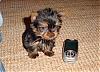 Cutest Puppies!!!-lily-bug2.jpg