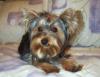 Lexi after her bath with Day to Day shampoo-lexi-062.jpg