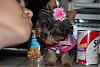 Cutest Puppies!!!-dsc_0045.jpg