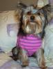 Lexi after her bath with Day to Day shampoo-lexi-070.jpg