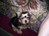 New Picks Of Shortcake-s.cake-11wks.jpg