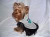 Maddie in her Birthday Go-Fetch Hoodie from Des-des2.jpg