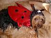 PepperAnn's new lady bug outfit-mvc-026f.jpg