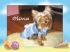 Pictures of My Olivia-livdress1.jpg