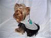 Maddie in her Birthday Go-Fetch Hoodie from Des-maddie-1.jpg