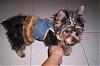 New pics of Missy in her denim go.fetch vest-go.fetch01.jpg