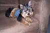 New pics of Missy in her denim go.fetch vest-go.fetch02.jpg