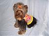 Maddie in her Harness vest from Yougetthesmiles (Missy)-ytmissy1.jpg