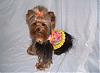 Maddie in her Harness vest from Yougetthesmiles (Missy)-ytmissy2.jpg