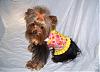 Maddie in her Harness vest from Yougetthesmiles (Missy)-ytmissy3.jpg