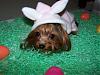 My little Easter bunnies : )-2-644-x-483-.jpg