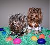 My little Easter bunnies : )-11-525-x-479-.jpg